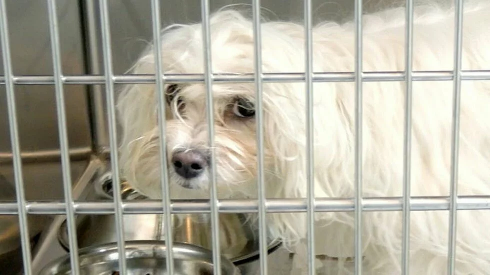 Année record d’abandons d’animaux à Montréal Année record d’abandons d’animaux à Montréal