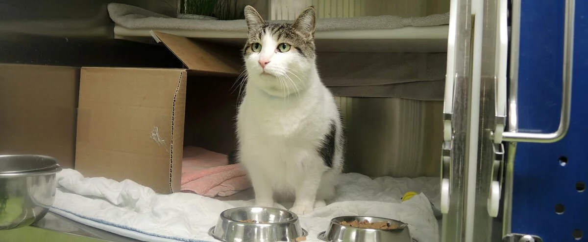 Beaucoup trop de chats abandonnés cette année Beaucoup trop de chats abandonnés cette année