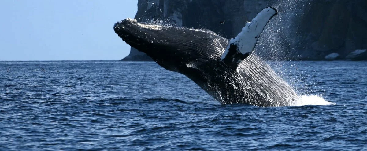 Les baleines arrivent tôt cette année en Gaspésie Les baleines arrivent tôt cette année en Gaspésie