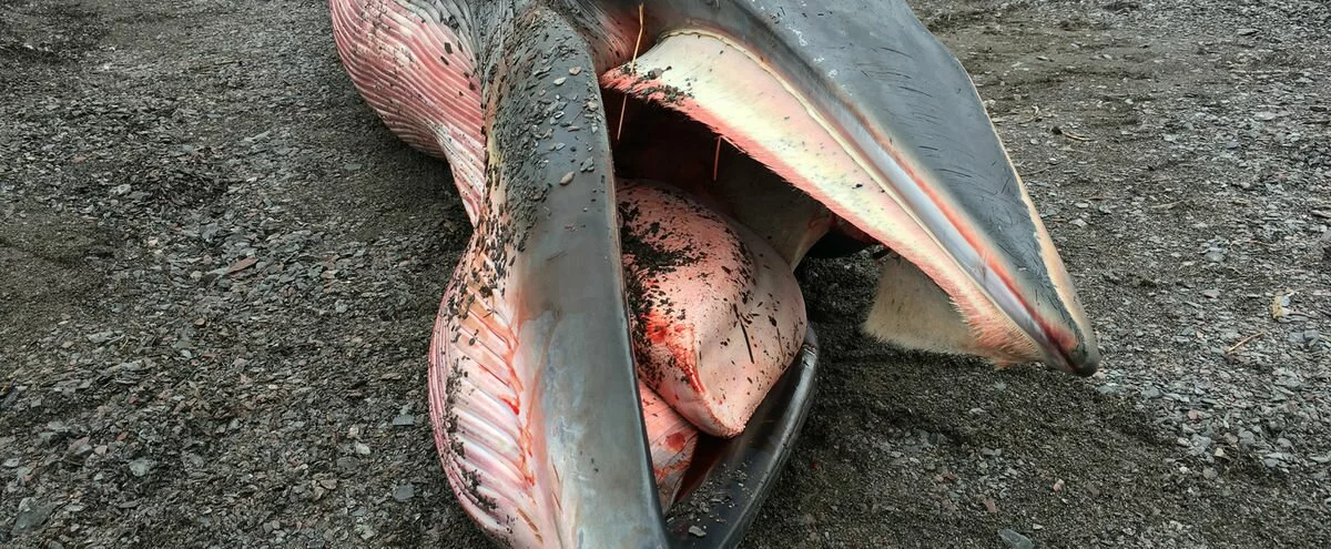 Pas d’autopsie pour le rorqual retrouvé échoué à Saint-Nicolas Pas d’autopsie pour le rorqual retrouvé échoué à Saint-Nicolas