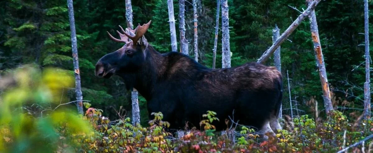 Un orignal heurté par trois véhicules coup sur coup à Rivière-du-Loup Un orignal heurté par trois véhicules coup sur coup à Rivière-du-Loup
